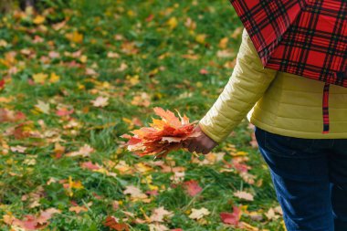Kırmızı ve sarı akçaağaç yaprakları elinde