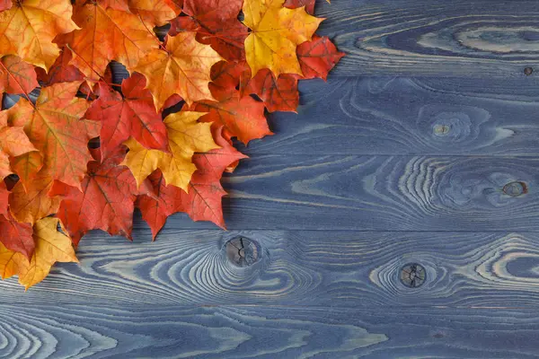 Quadro de fundo de queda com folhas de bordo em azul — Fotografia de Stock