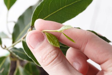 Elinde yeşil yapraklar