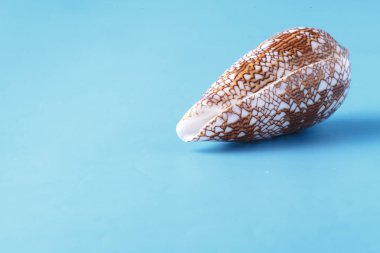 Deniz kabuğu closeup mavi zemin üzerine