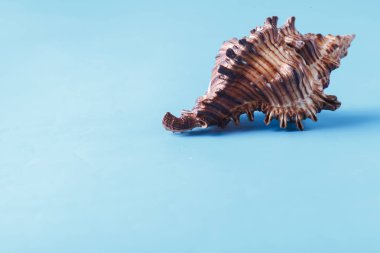 Deniz kabuğu closeup mavi zemin üzerine