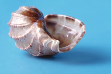 Deniz kabuğu closeup mavi zemin üzerine
