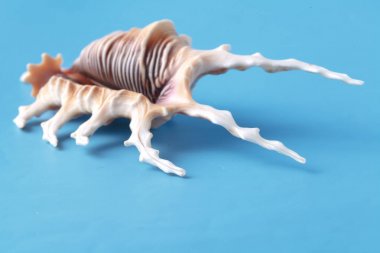 Deniz kabuğu closeup mavi zemin üzerine