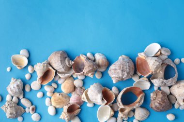 Deniz kabuğu closeup mavi zemin üzerine