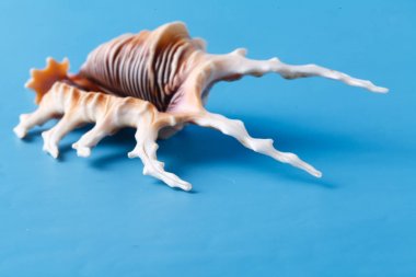 Büyük deniz kabuğu görünümünü düz mavi zemin üzerine kapatın