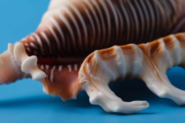 Deniz kabuğu mavi artalanla tatil