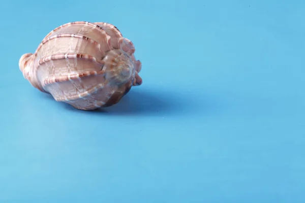 Фон для отдыха с морской раковиной на голубом — стоковое фото