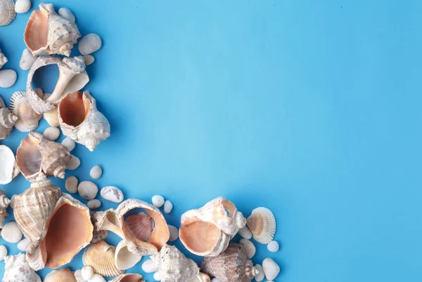 Fondo de vacaciones con concha de mar en azul — Foto de Stock