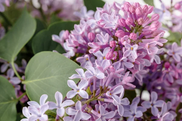 View purple lilacs. Shallow depth of field with lilacs and lilac leaves on wooden table