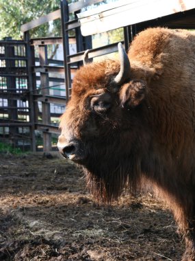 Hayvanat Bahçesi büyük kuş kafesi 2 güçlü bir bizon.