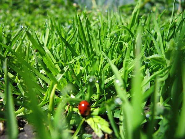 Coccinella seduta su una fresca erba verde . — Foto Stock