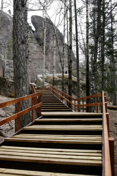 Un percorso di decking in legno nella foresta.8 — Foto Stock