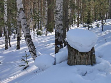 Stump, saplama çam ormanı içinde kar altında