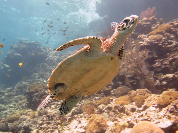 Tartaruga marina sulla barriera corallina — Foto Stock