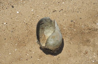 Boş bir kabuk sahilde.