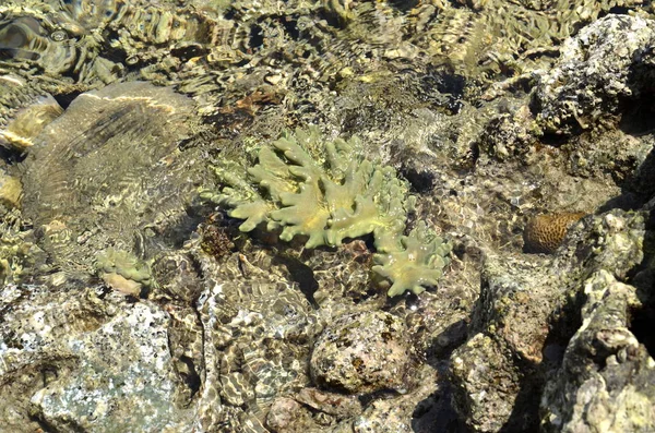 Corallo e rocce sulla spiaggia in acqua . — Foto Stock