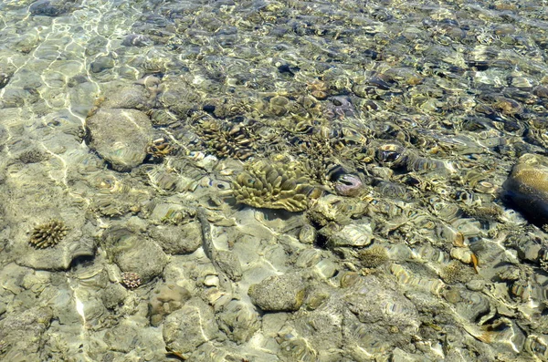 Koral i skały na plaży w wodzie. — Zdjęcie stockowe