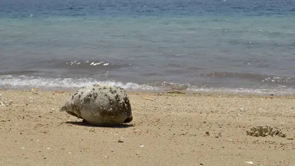 Une coquille vide sur la plage . — Photo