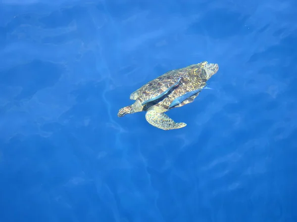 Large sea turtle in the sea.