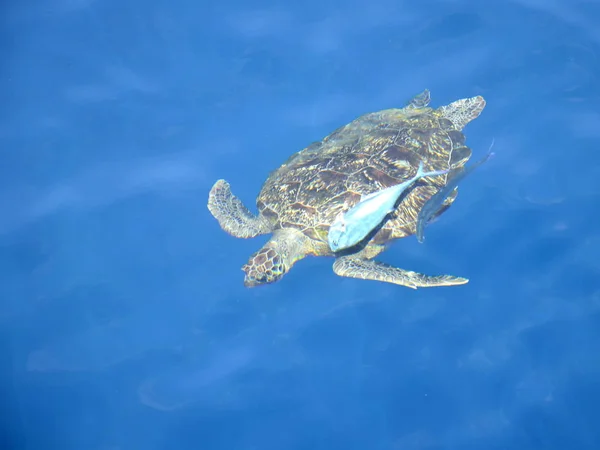 Velká mořská želva v moři. — Stock fotografie