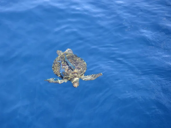 Stor havssköldpadda i havet. — Stockfoto