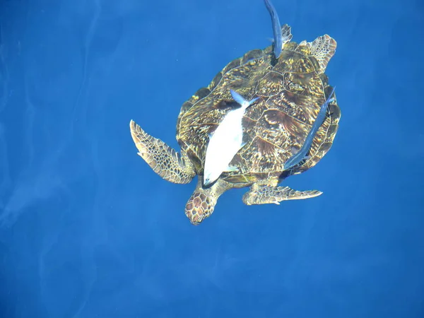 Grande tartaruga marina in mare . — Foto Stock