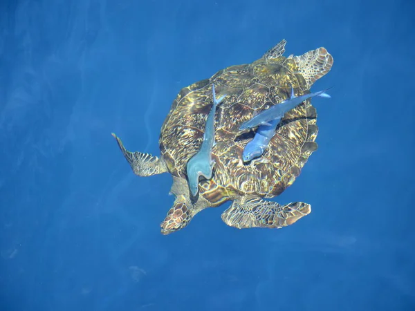 Denizde büyük deniz kaplumbağası. — Stok fotoğraf