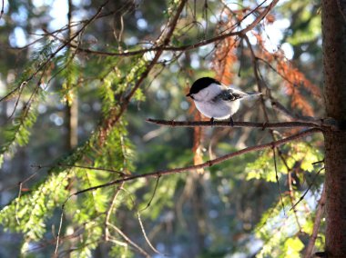 Küçük bir kuş bir dalda oturan.