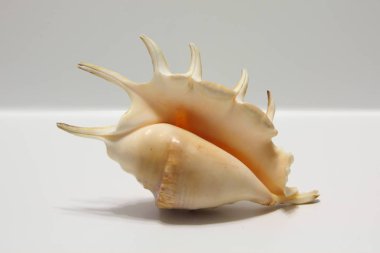 Seashell Lambis beyaz izole