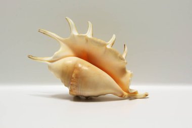 Seashell Lambis beyaz izole