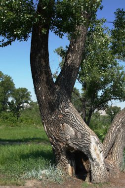 Ağacı hayvan zürafa gibi.