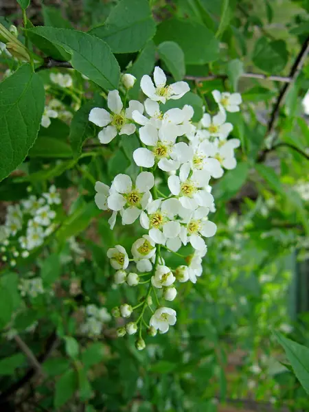 Blooming branch with flowers of bird cherry. — Stock Photo, Image
