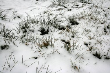 kar altında yeşil çimen.