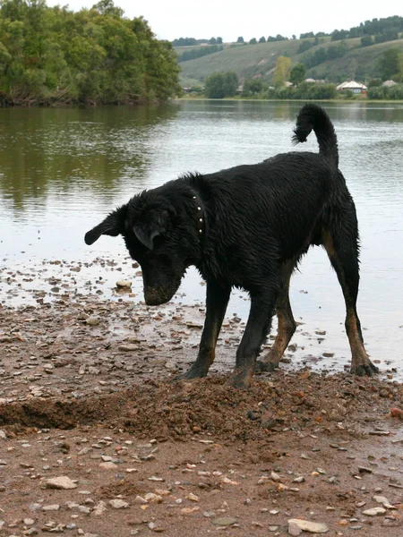 Un giovane cane sta scavando nella sabbia . — Foto Stock