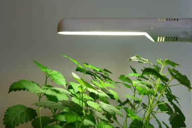 Yeşil bitkiler streç ışığa bırakır..