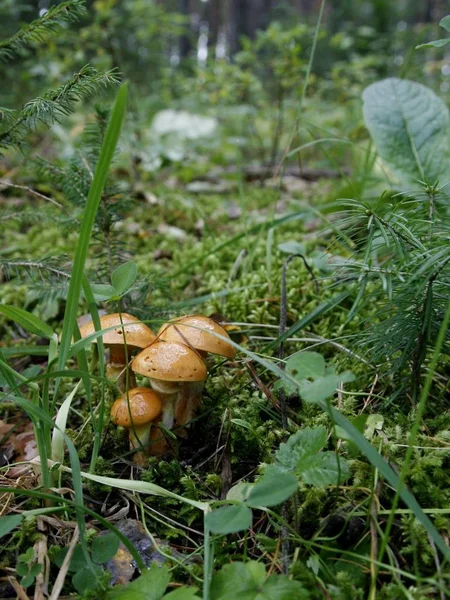 橙色上限在森林里的蘑菇. — 图库照片