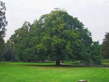 Parkın ortasındaki büyük bir meşe ağacı.