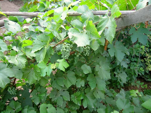 El viñedo y racimo de uvas en el jardín . —  Fotos de Stock