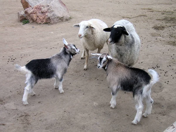 Petites chèvres et moutons à la ferme . — Photo