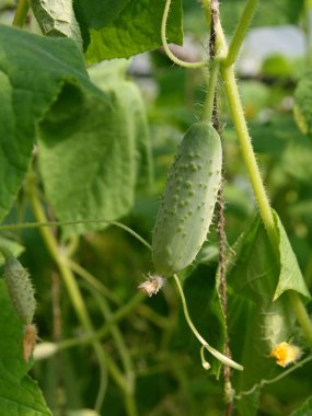 Salatalık bahçesinde ağaç üzerinde.