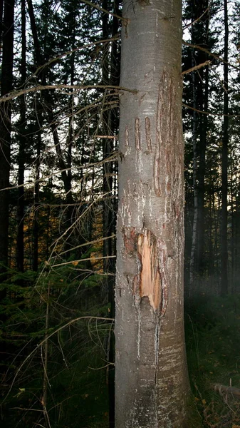 Marcas en la madera de las garras de un oso . — Foto de Stock