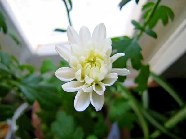 The flower on the windowsill in the room. — Stock Photo, Image