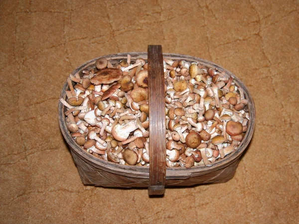 Basket filled with mushrooms. — Stock Photo, Image