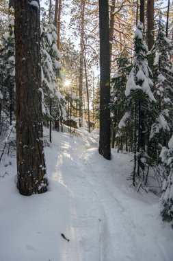 Güneş ve kış orman.