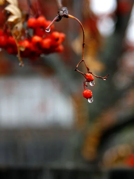 Самотня Горобина ягода з крапелькою дощу. — стокове фото