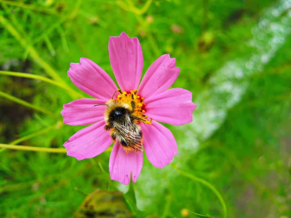 Humlor och rosa blomma — Stockfoto