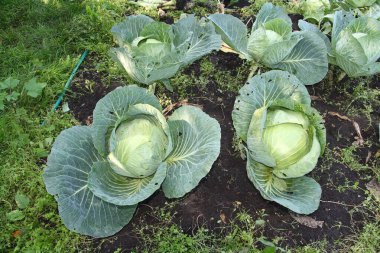 Bahçede lahana hasat et..