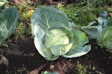 Bahçede lahana hasat et..