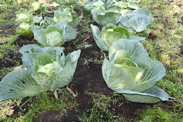 Raccogli il cavolo in giardino . — Foto Stock