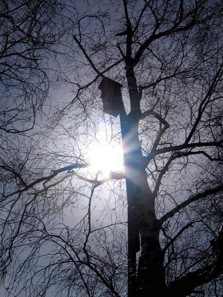 Early spring. Birdhouse on a tree. — Stock Photo, Image